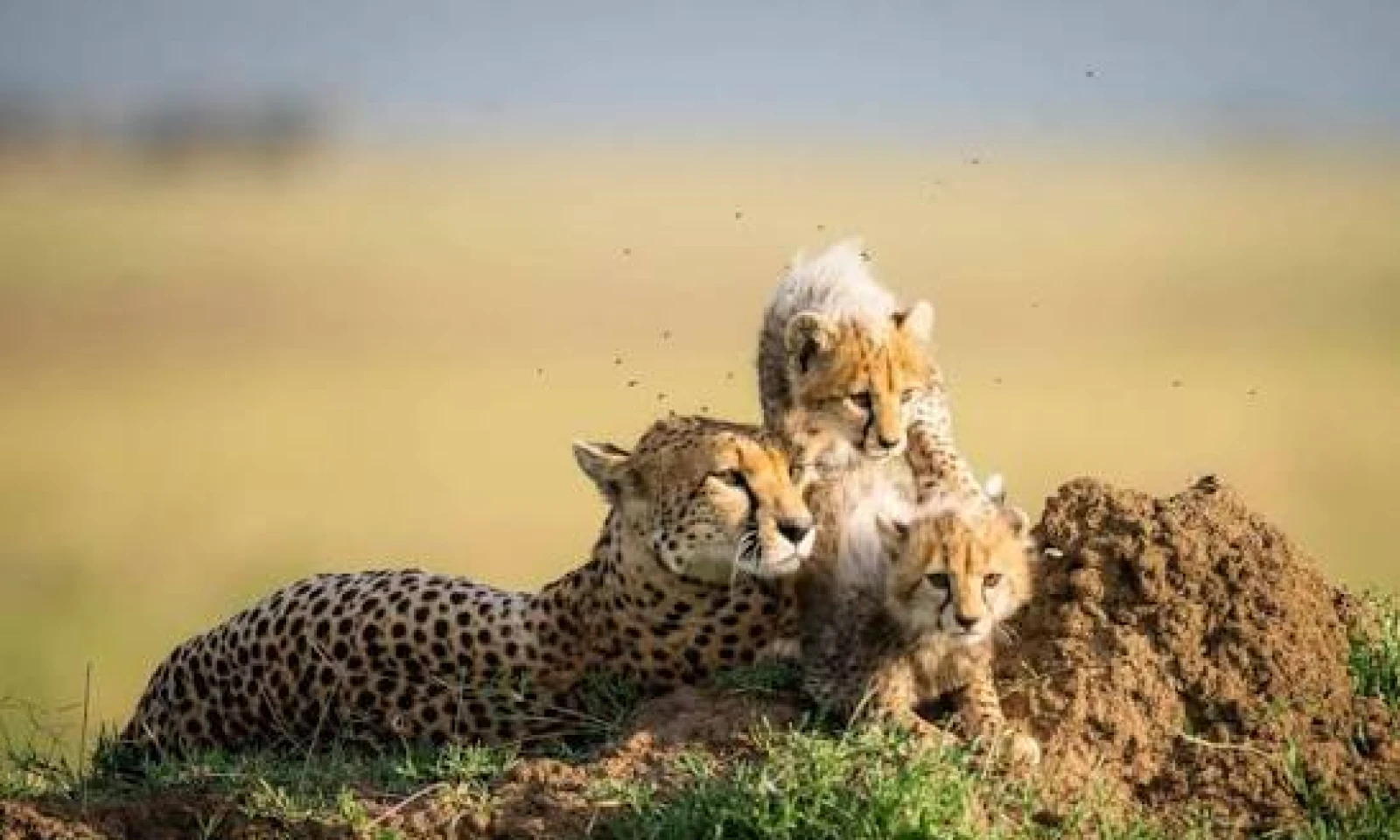 Serengeti Safari Experience – Predator Action & Endless Horizons
