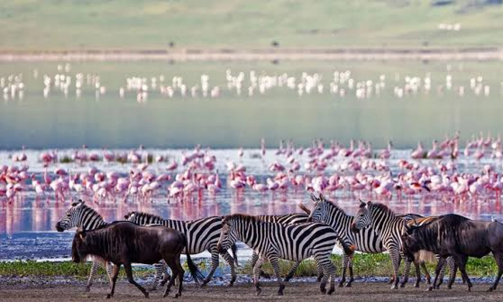 Serengeti → Ngorongoro – Journey to the Crater Highlands