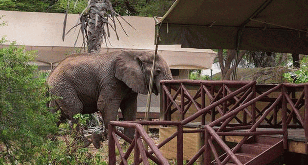 Elephant Bedroom Camp
