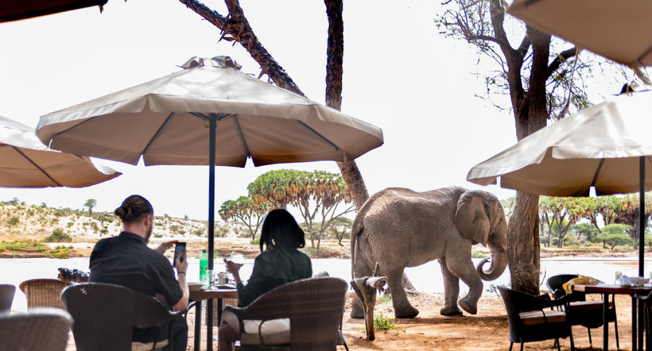 Elephant Bedroom Camp