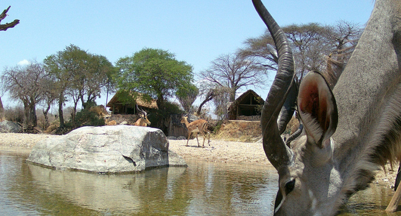 Mwagusi Safari Camp