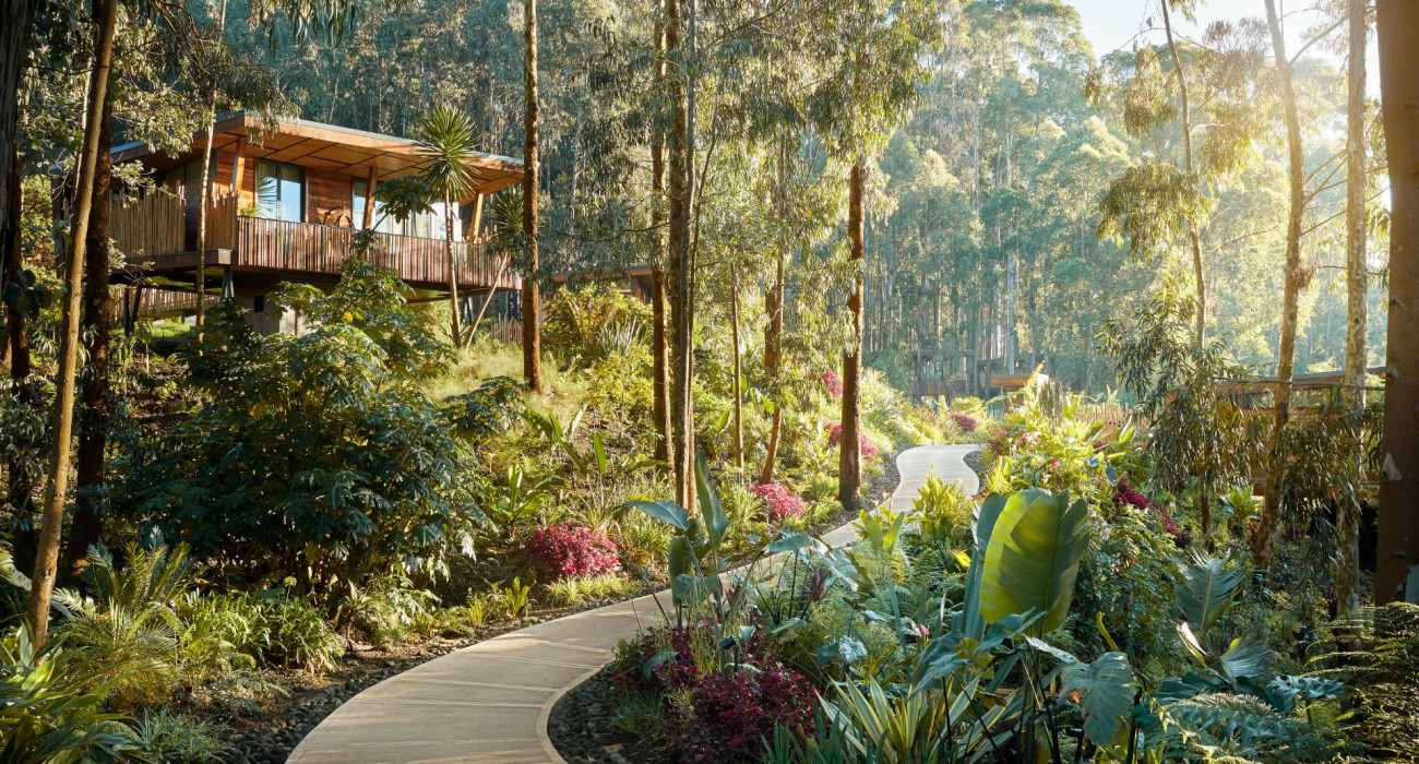 One & Only Gorilla’s Nest