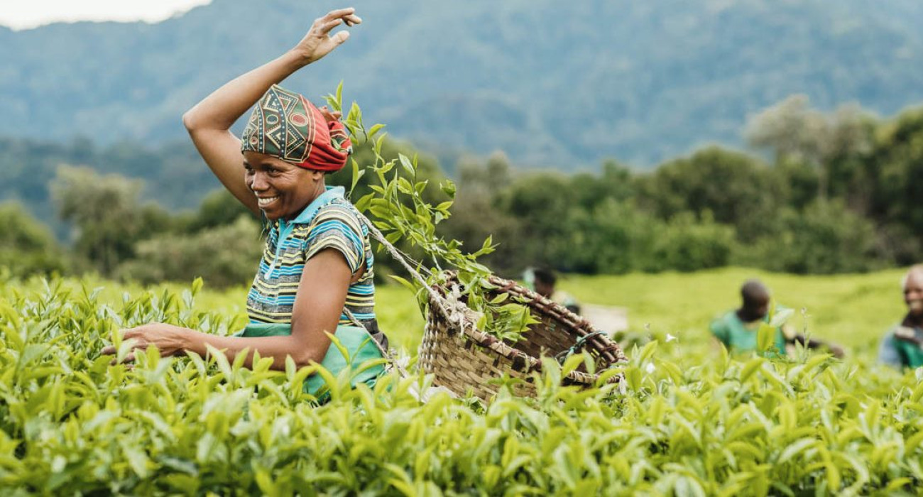 NYUNGWE ECOLODGE - Gisakura
