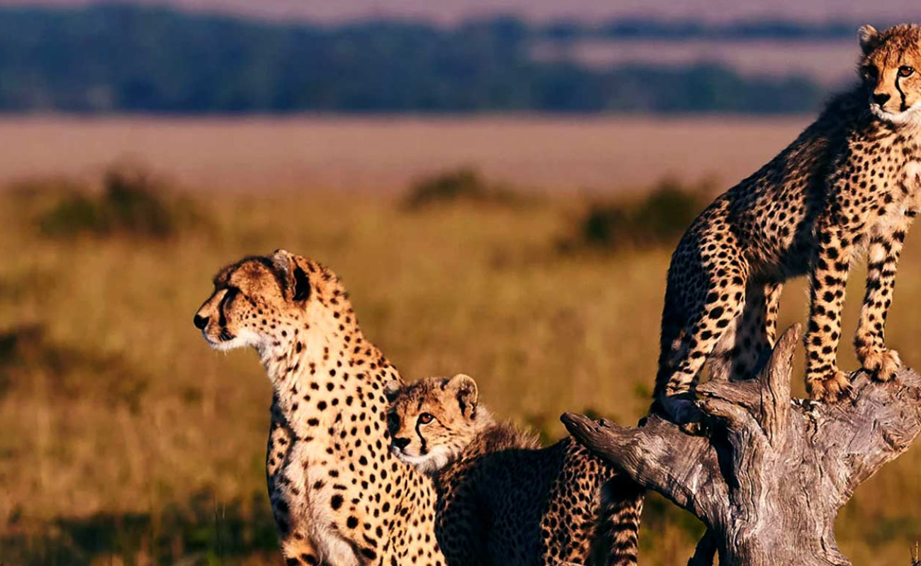 Witness the Elegance & Speed of Cheetahs in Tanzania & Kenya