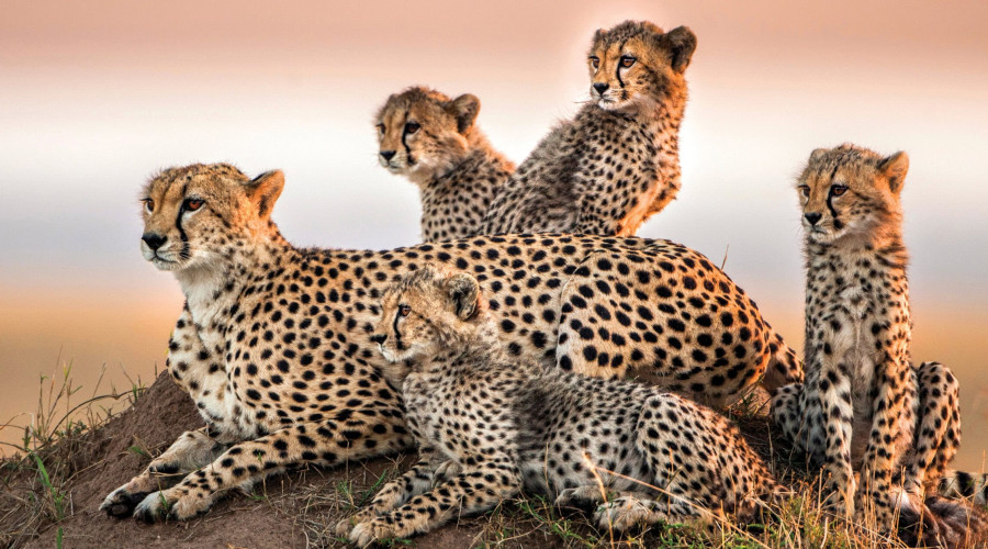 Why Cheetahs Are Special
