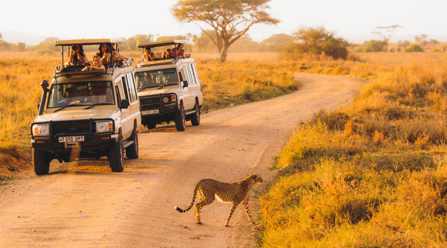 What Makes a Cheetah Safari So Unique?