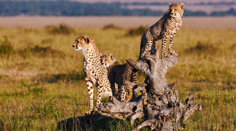 Where to Spot Cheetahs in Tanzania & Kenya