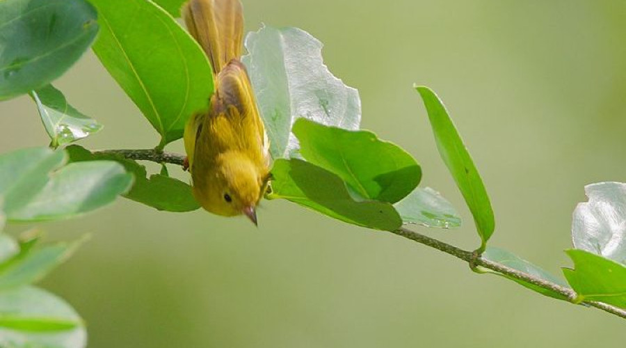 A Perfect Bird Habitat