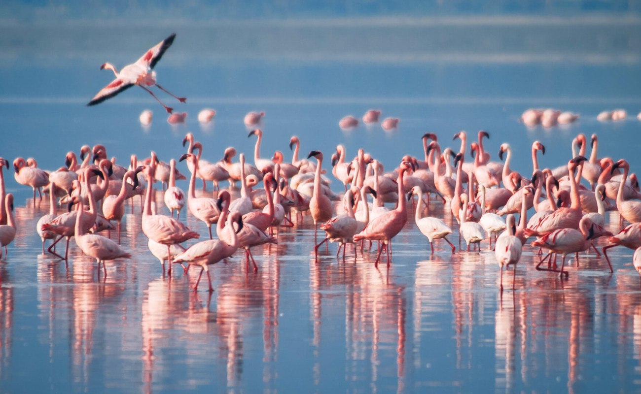 Why Lake Manyara is a Birdwatcher’s Paradise