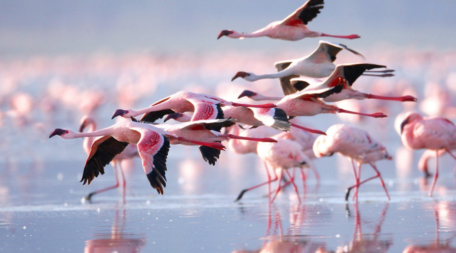 The Pink Stars of the Lake