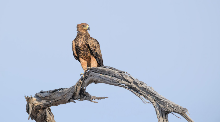 Raptors & Birds of Prey