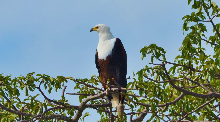 Experience Lake Manyara with Eagle Soul Adventure