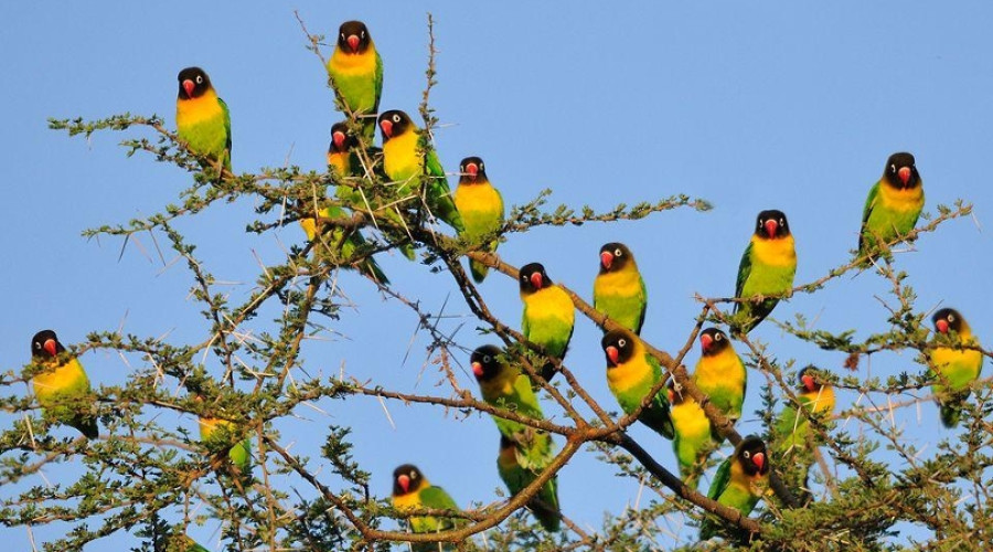 When to Visit for Birdwatching