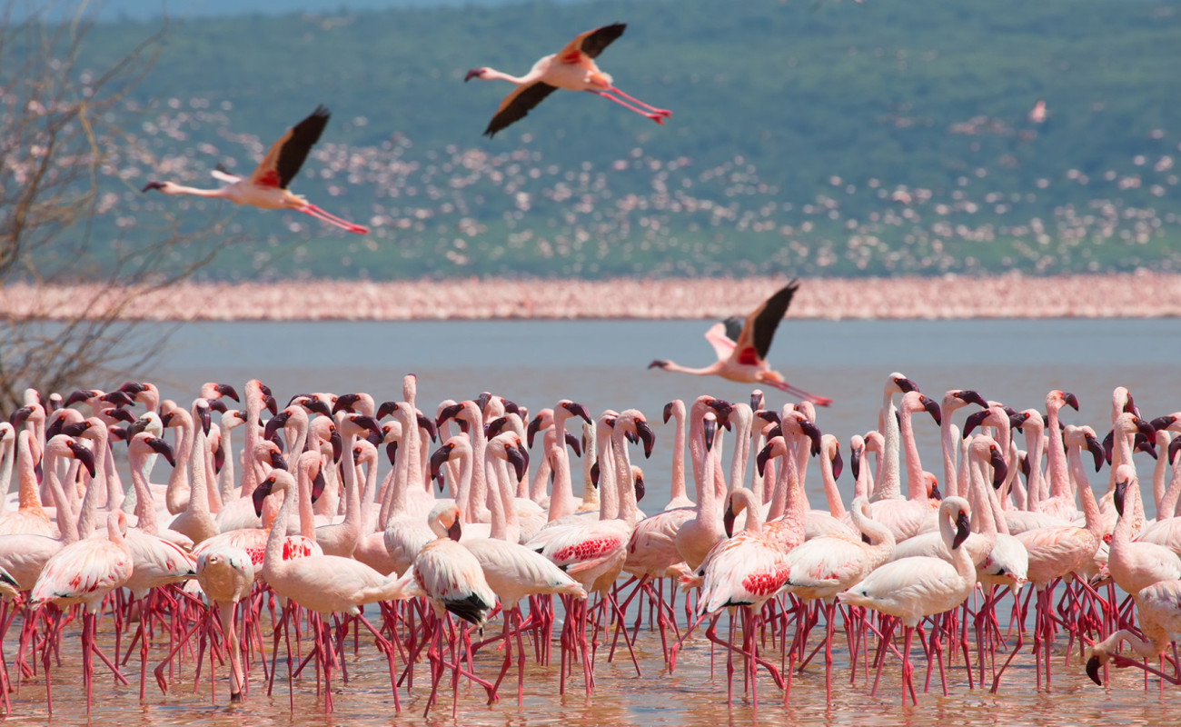 Why Kenya’s Lake Naivasha is a Hidden Gem for Nature Lovers