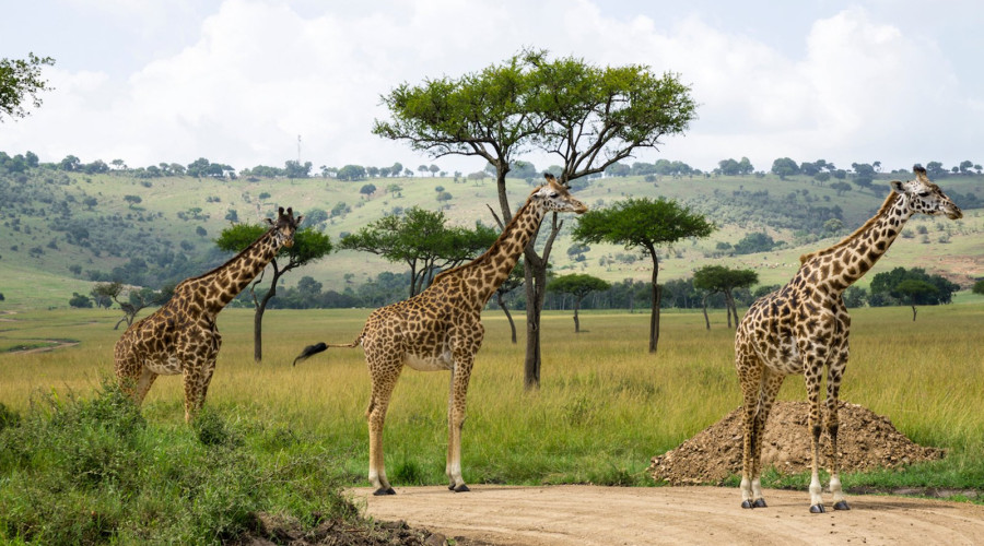 Wildlife Encounters