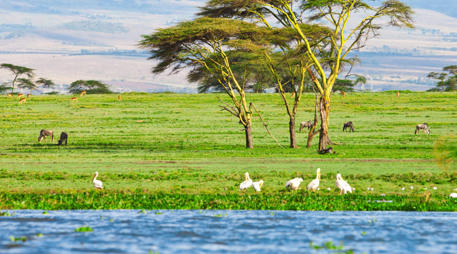 A Paradise for Birdwatching
