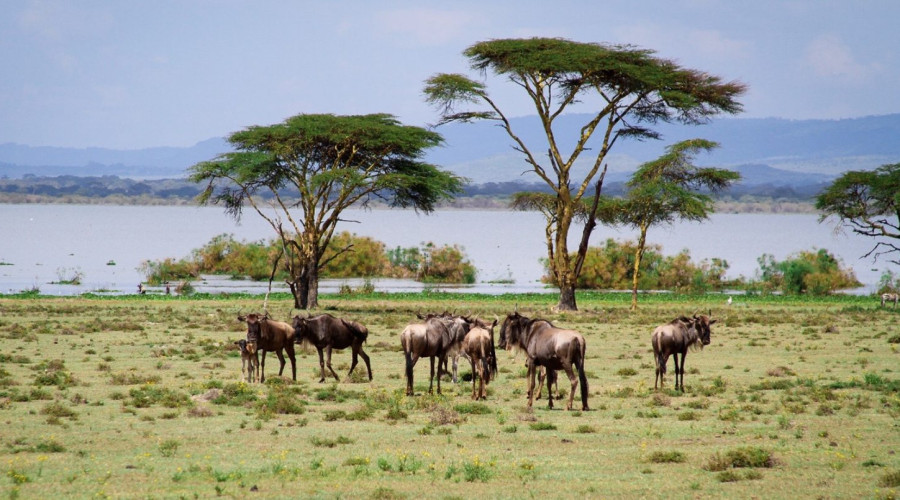 Proximity to Iconic Wildlife Parks