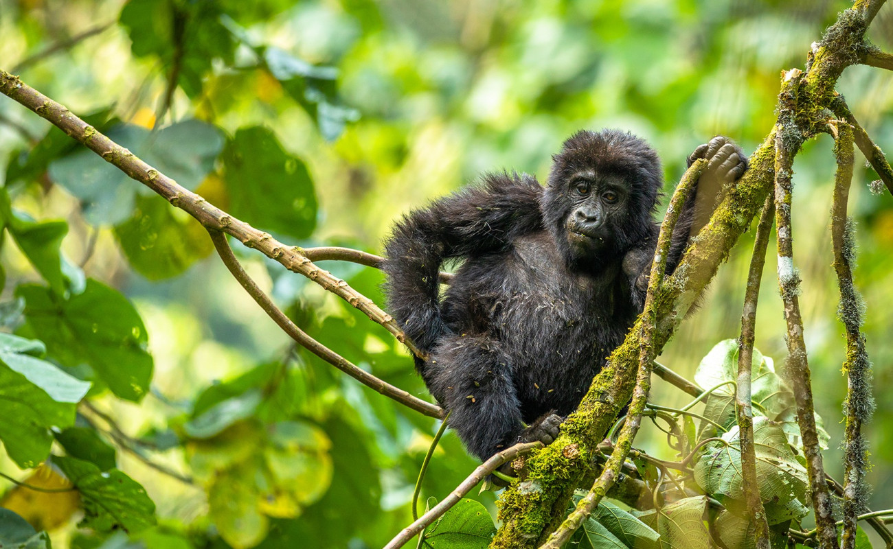 Why a Private Family Safari in Uganda’s Bwindi Impenetrable Forest Is a Life-Changing Experience