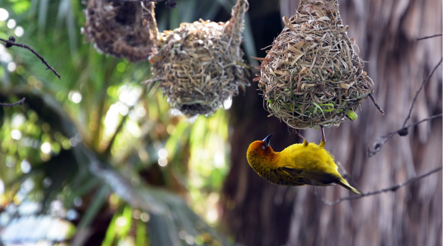 Immersive Nature Beyond the Gorillas