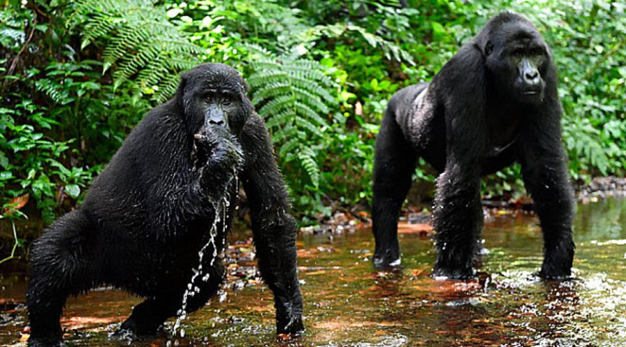 Up-Close Encounters with Mountain Gorillas