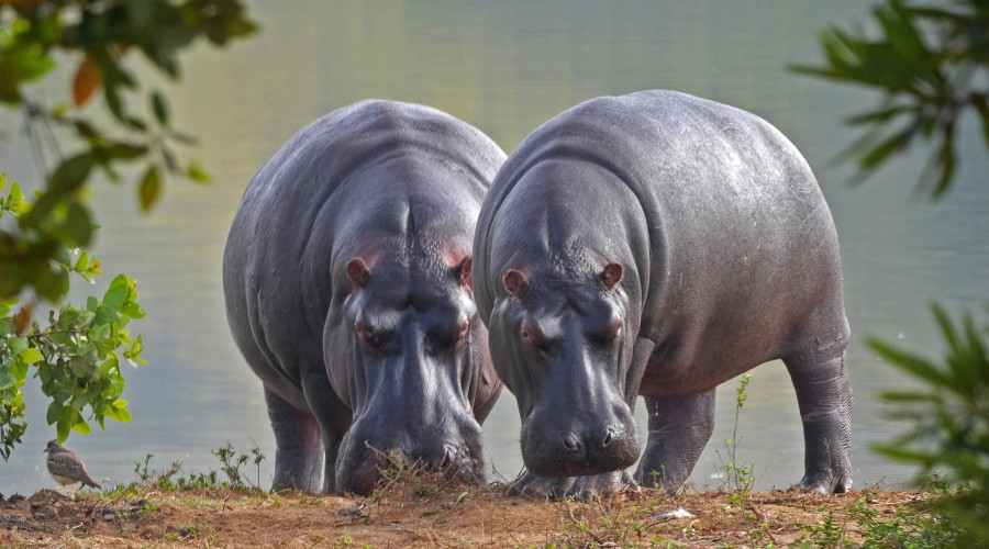 Wildlife That Feels Like Magic