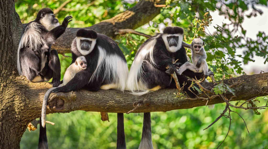 Abundance of Wildlife