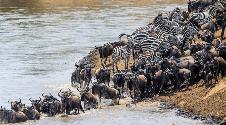 The Great Migration-The Ultimate Wildlife Show