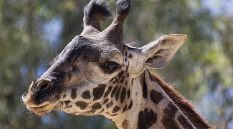 Iconic Safari Destinations