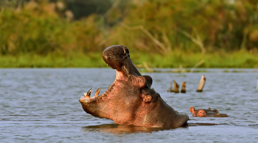 Conservation Efforts and Sustainability