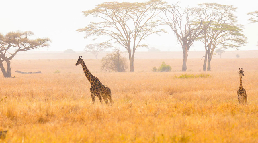 Year-Round Safari Destination
