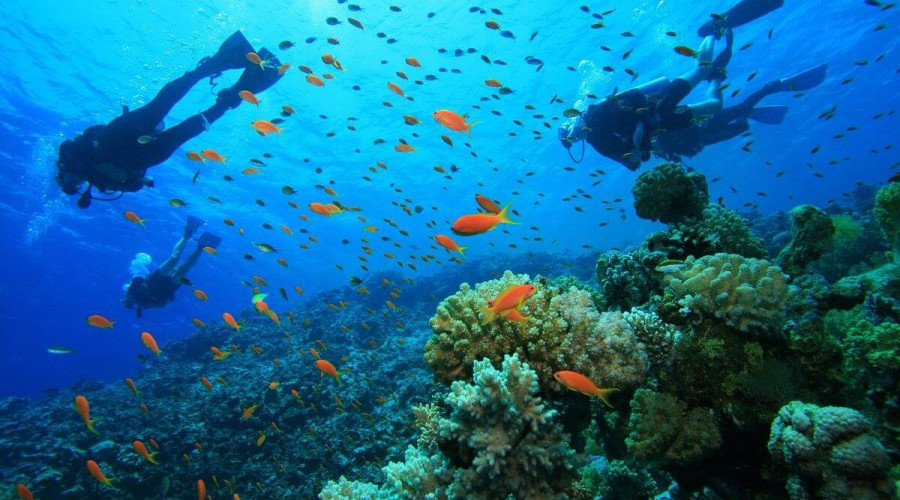 Dive the Reefs of the Indian Ocean