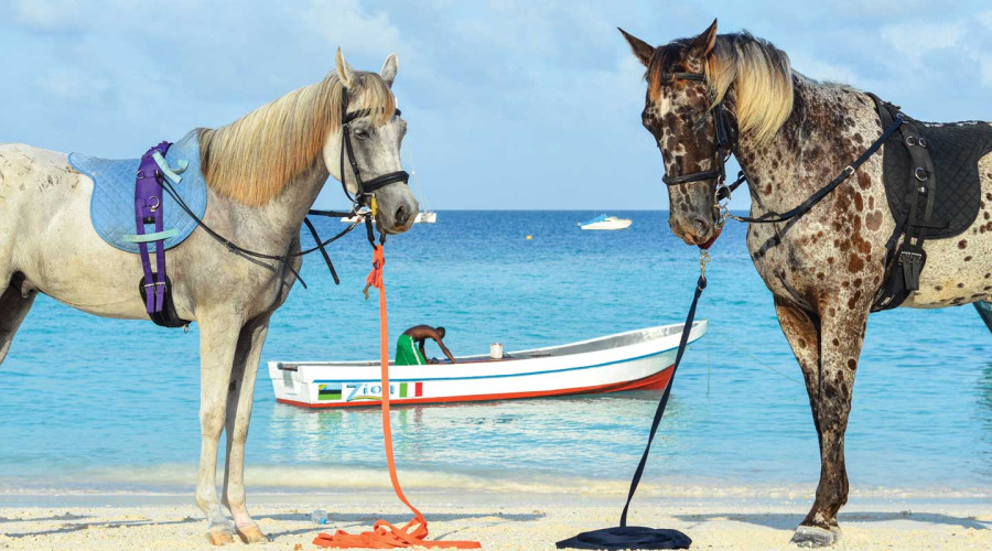 Horseback Riding Along the Indian Ocean