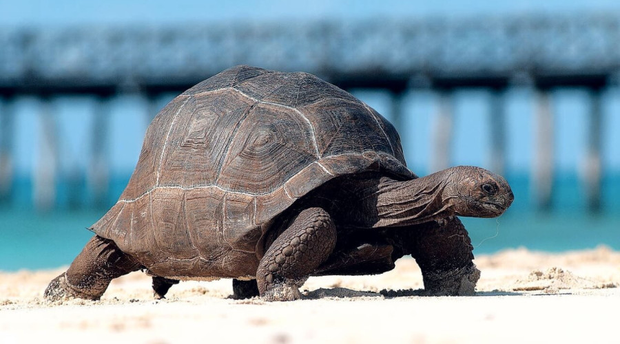 Visit Prison Island and Its Giant Tortoises