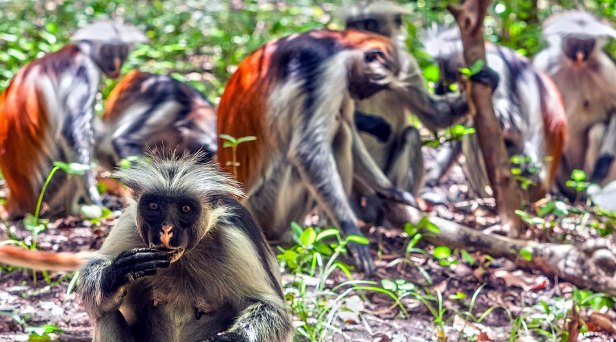 Visit Jozani Forest to See Red Colobus Monkeys