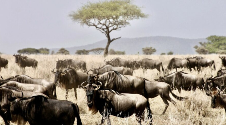 The Serengeti from the Sky-Magic at Dawn