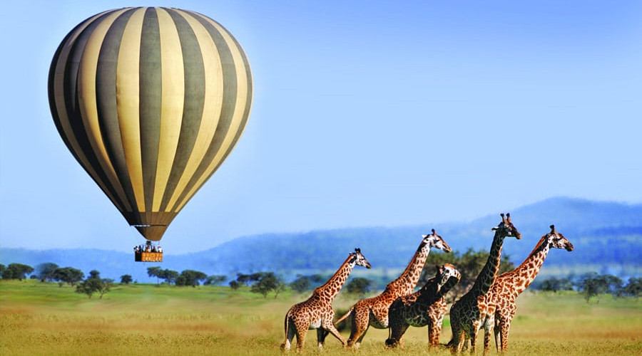 The Safari-A Front Row Seat to Earth’s Oldest Drama