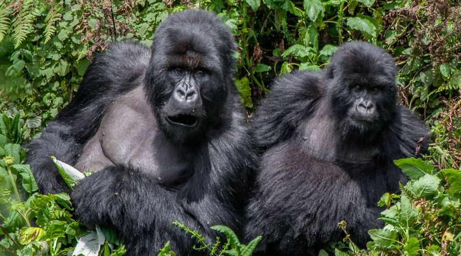 Begin in the Highlands – Uganda’s Gorilla Kingdom