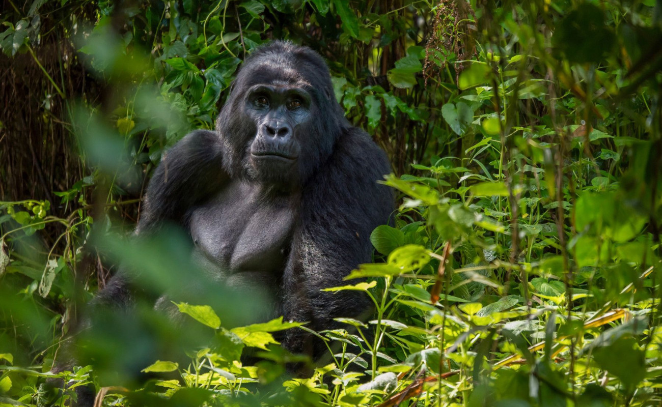 Gorilla Trekking to Zanzibar Beach 