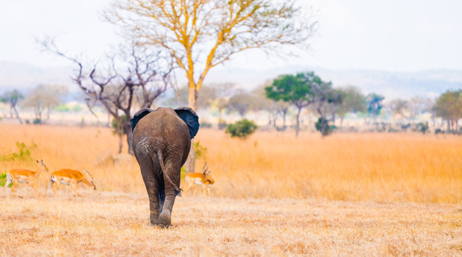 Safari Across the Plains – Tanzania’s Timeless Wild