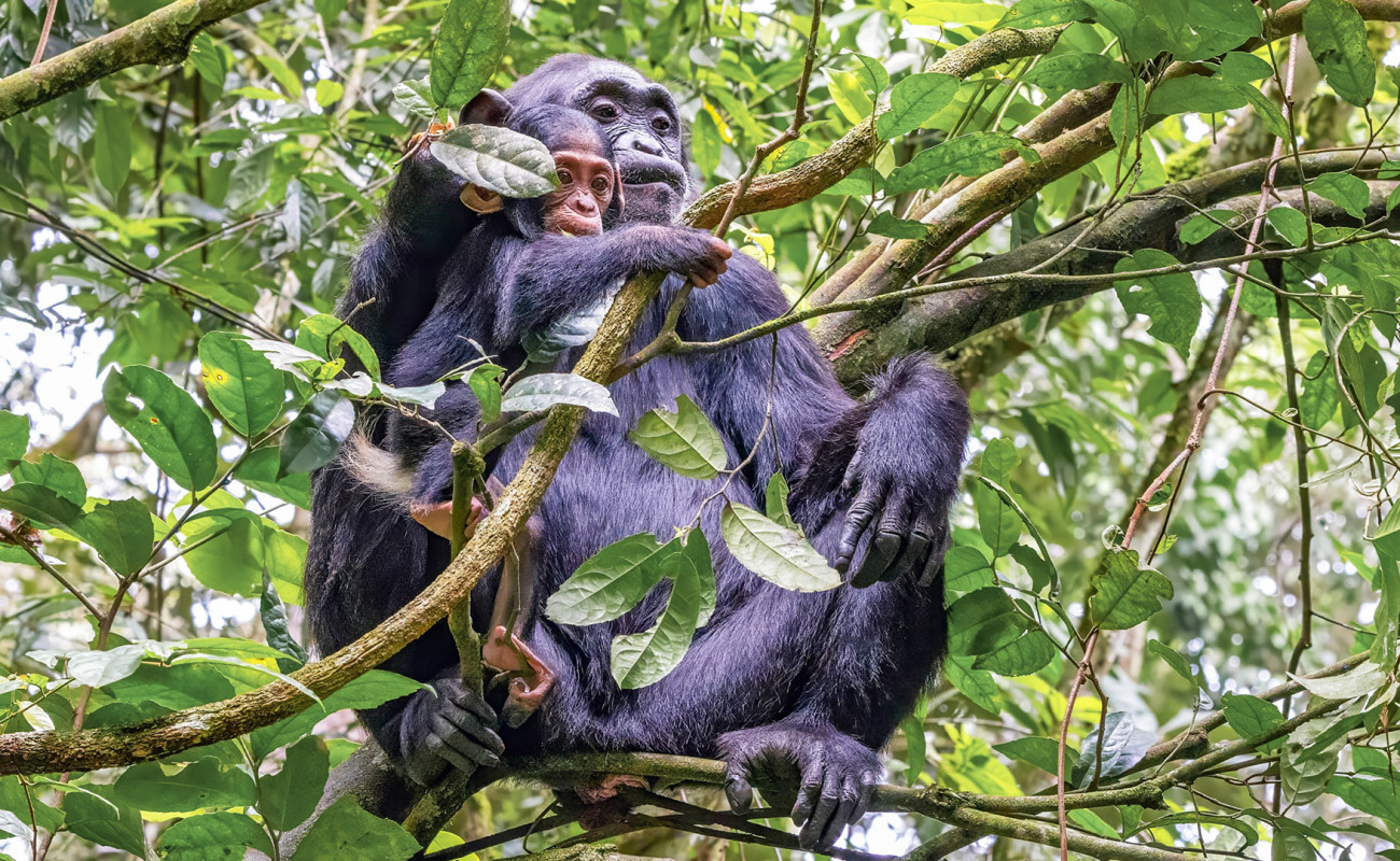 Gorilla & Chimpanzee Trekking Adventure in Uganda