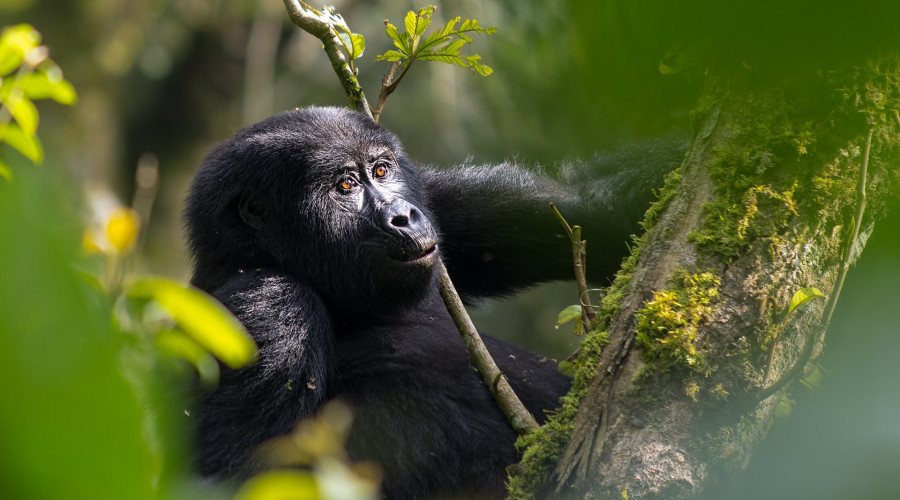 Mountain Gorilla Trekking – Bwindi Impenetrable Forest