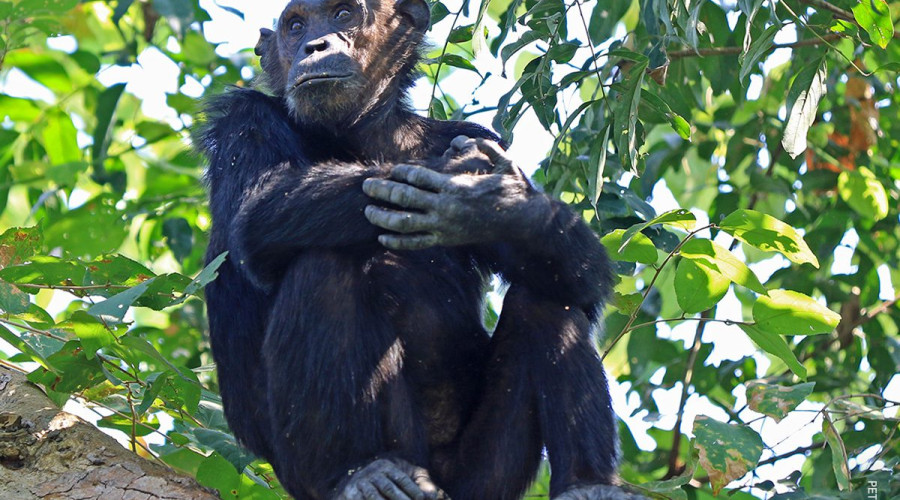 Chimpanzee Tracking – Kibale Forest National Park