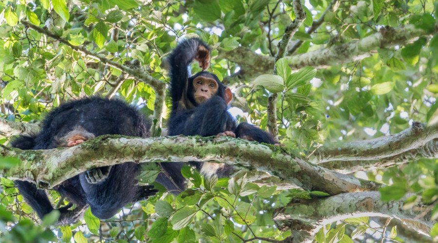 Why Uganda for Primate Trekking?