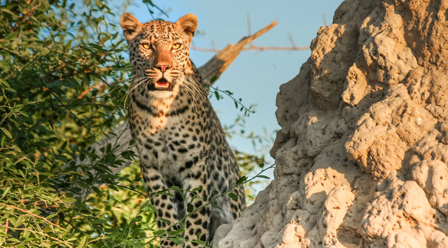 Big Cats of the Serengeti & Masai Mara