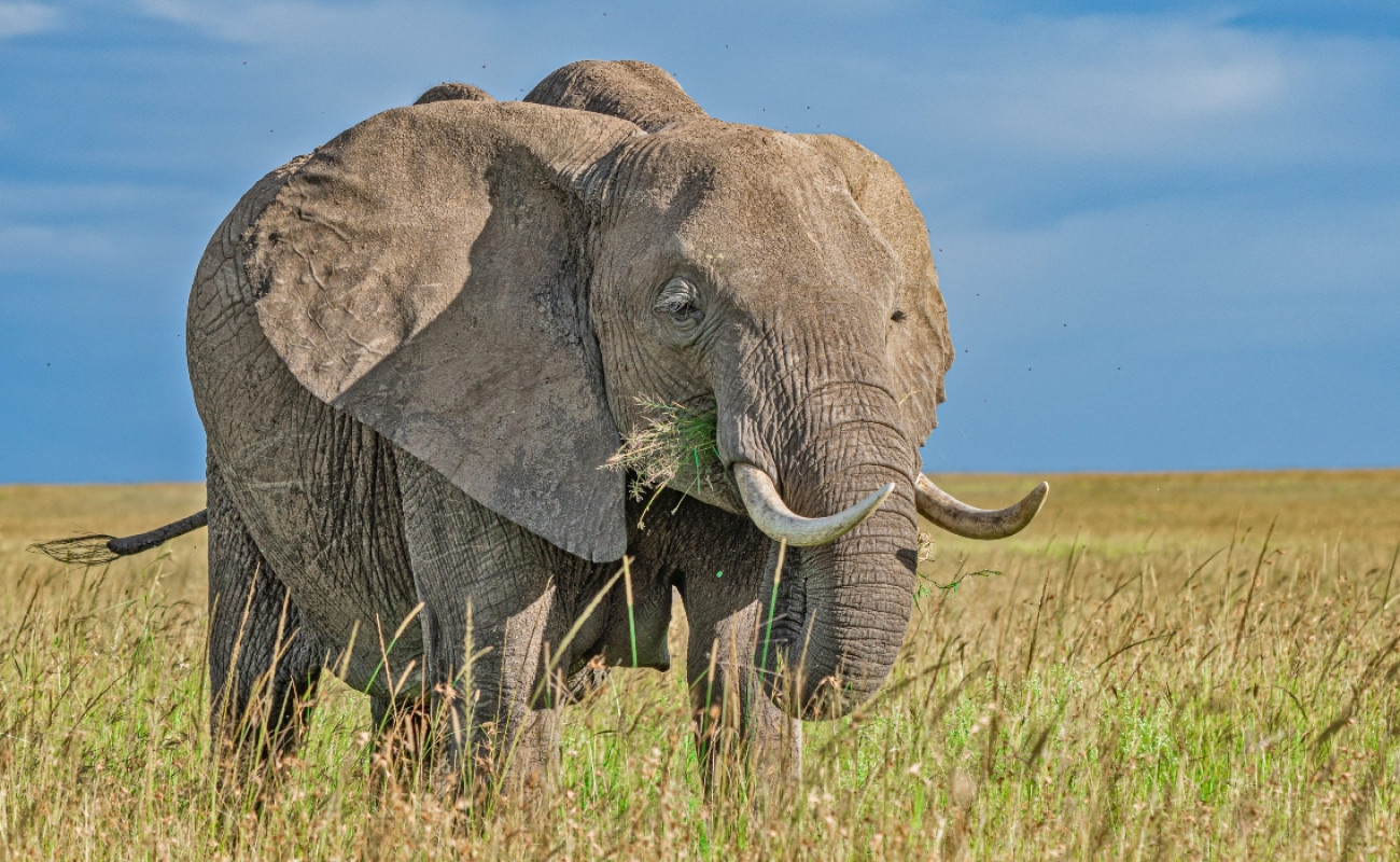 Gorillas, Big Cats & Elephant Herds of East Africa