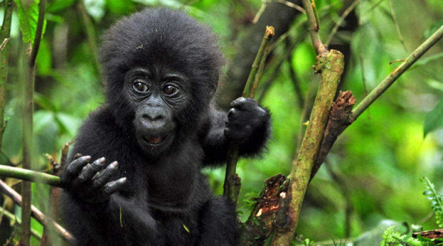 The Majestic Mountain Gorillas of Uganda 