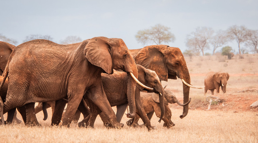 Elephant Herds of East Africa