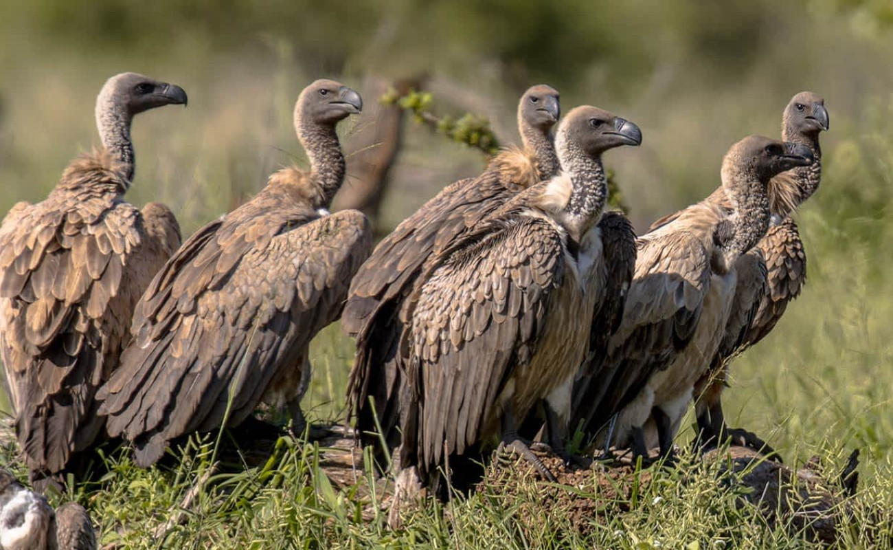 Heroes of East Africa’s Ecosystem
