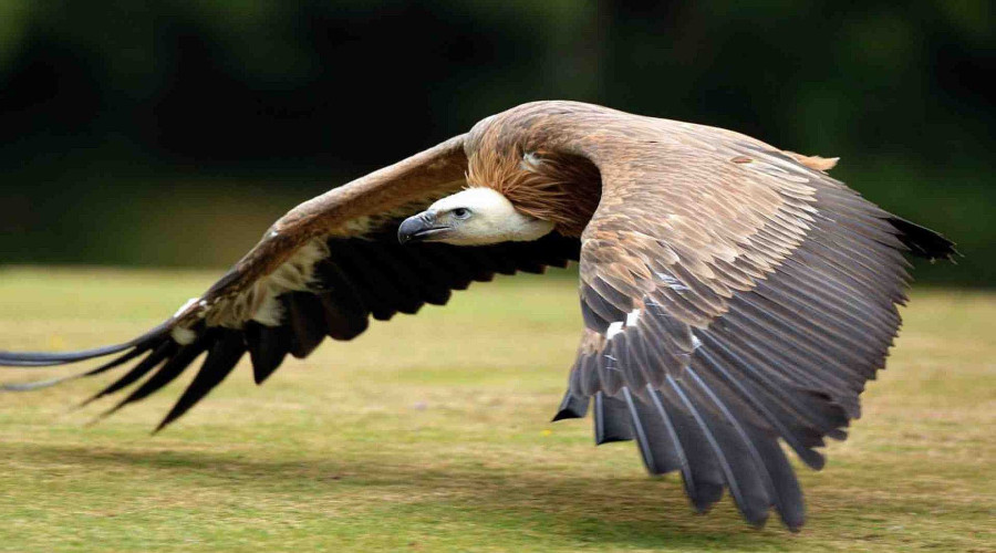 Vultures