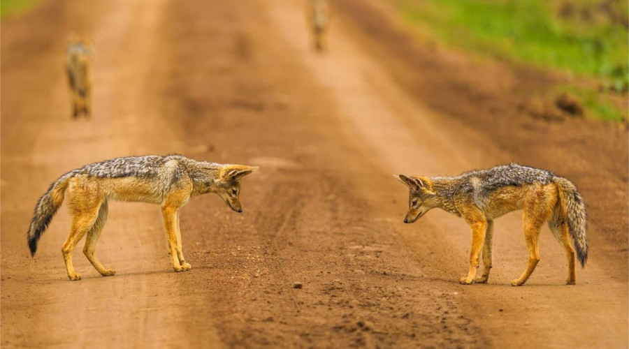 Jackals